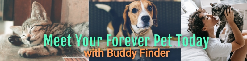 Buddy Finder