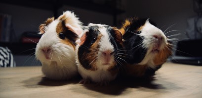 Guinea Pigs